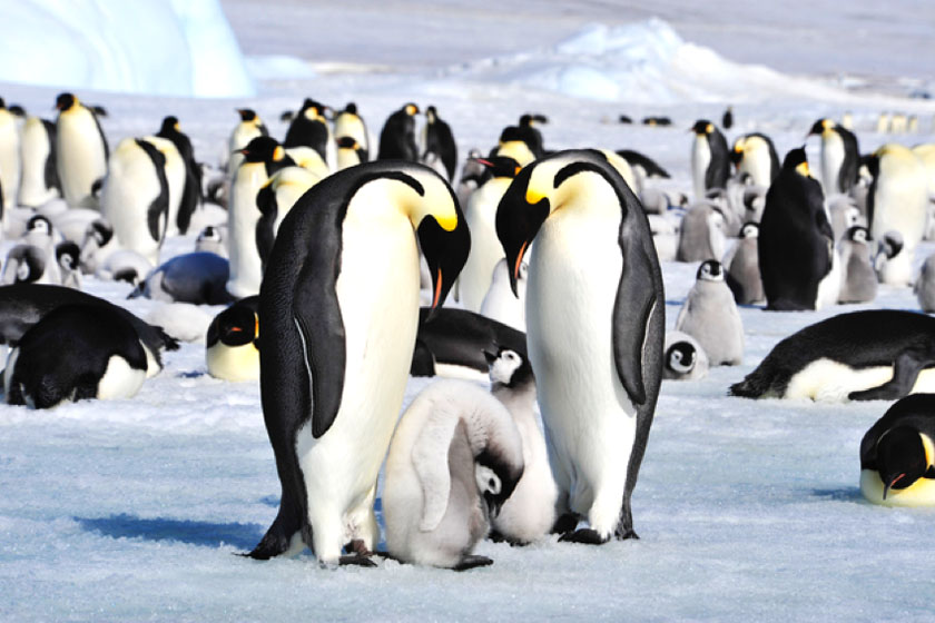 写真:ペンギンの親子